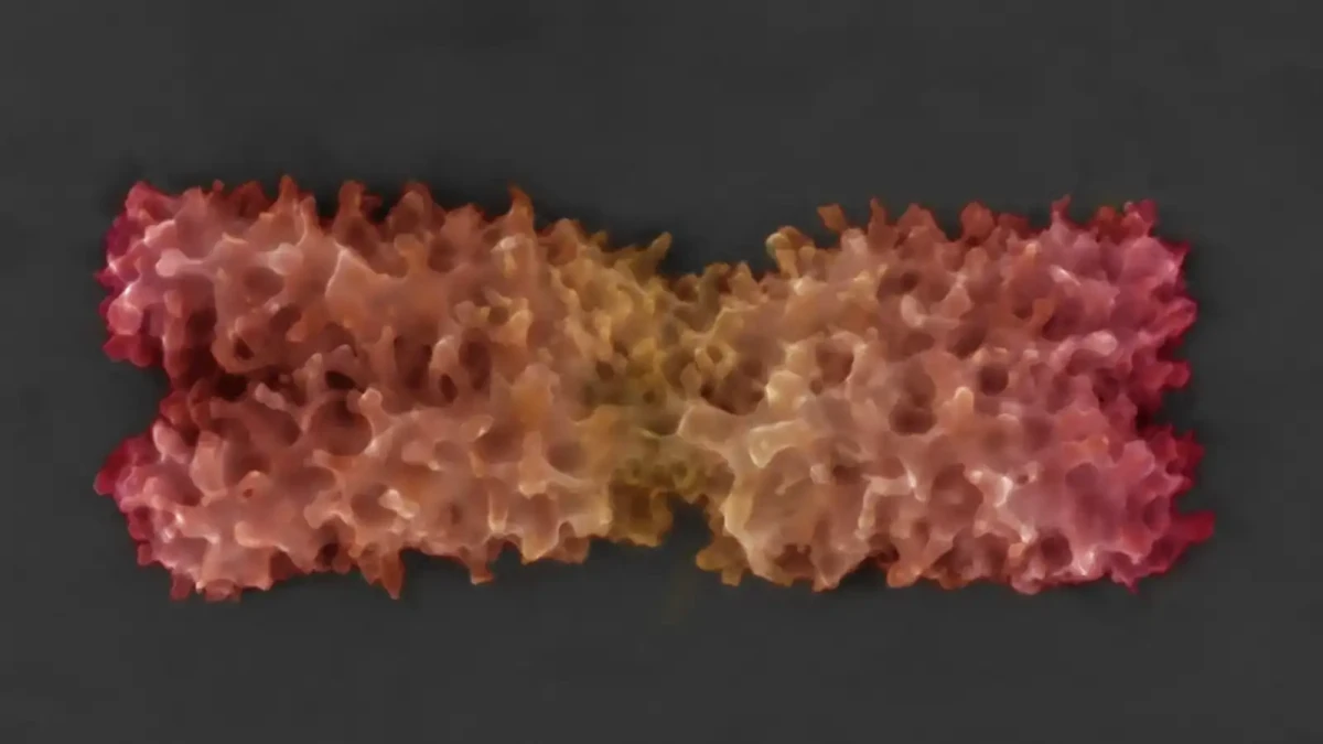 Půjde příští Nobelova cena do Brna? Nově vyvinutá metoda elektronové mikroskopie zobrazila detailní strukturu chromozomů.