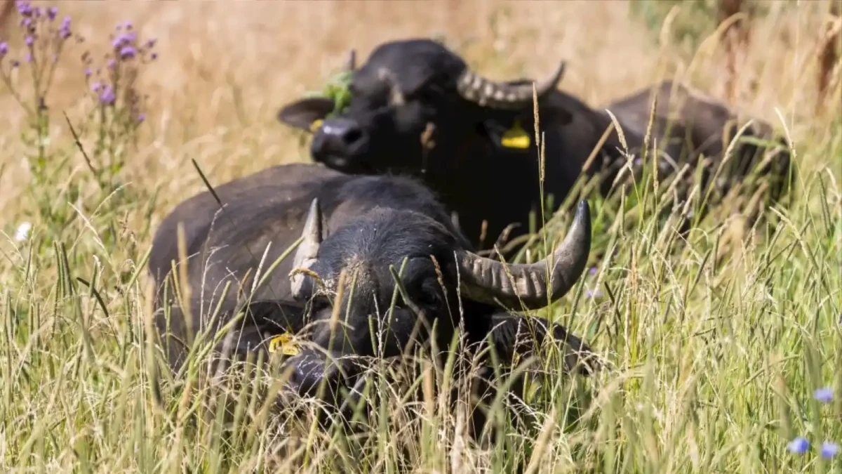 U novomlýnských nádrží vypustili buvoly. Trolové se ztrapňují v komentářích.
