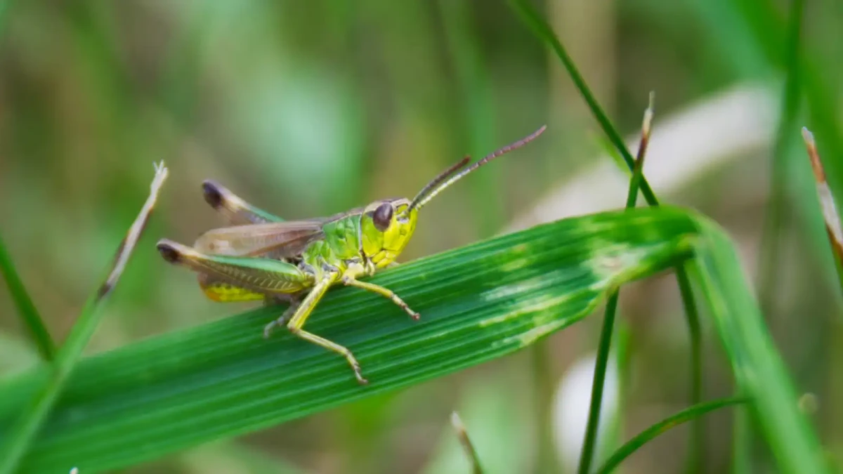 Jaký je rozdíl mezi sarančí a kobylkou? Komu bylo ukřivděno v mytologických příbězích?