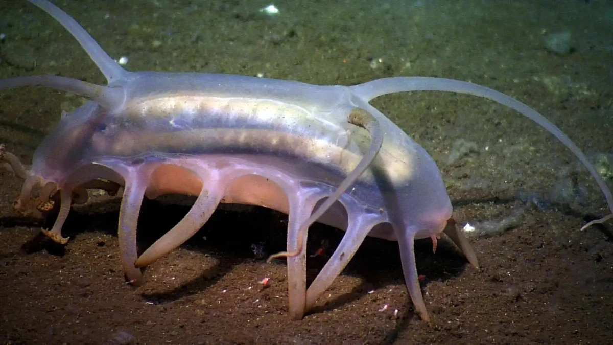 Mořský čuník, který na vás vyvrhne své orgány!