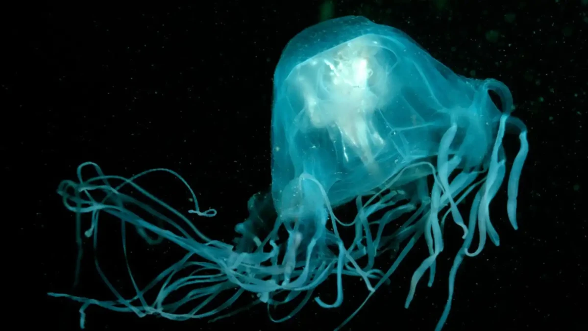 Čtyřhranka smrtelná, mořská vosa - je nejjedovatějším organismem světa?