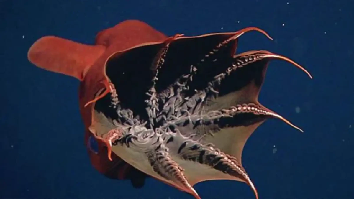 Živoucí fosílie vamýrovka hlubinná žije v oceánech už 100 000 000 let