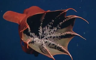 Živoucí fosílie vamýrovka hlubinná žije v oceánech už 100 000 000 let