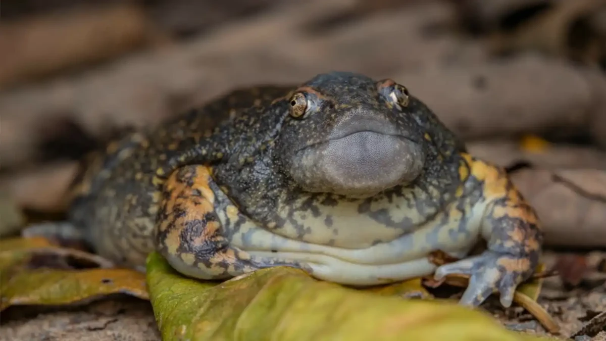 Reálný živočich nebo Jabba Huttova žena?