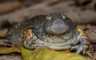 Reálný živočich nebo Jabba Huttova žena?