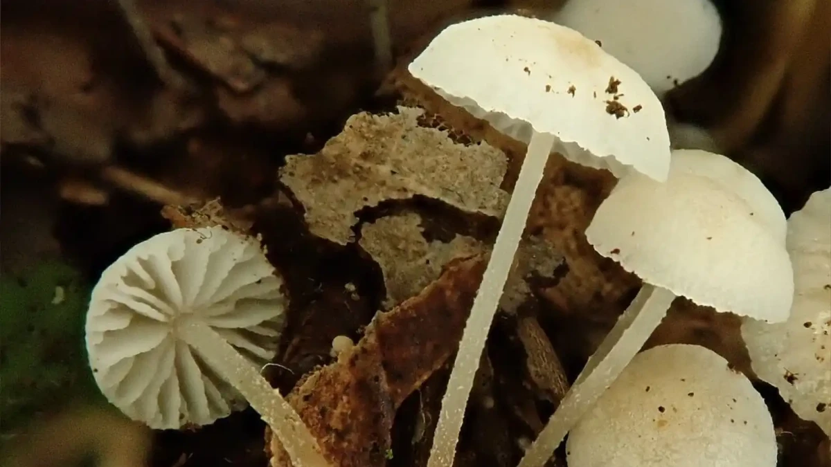 Seznamte se s novou houbou z Madeiry: špička cimrmanova