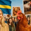 Švédko se stalo první zemí na světě, kde lidé odmítli klecové chovy