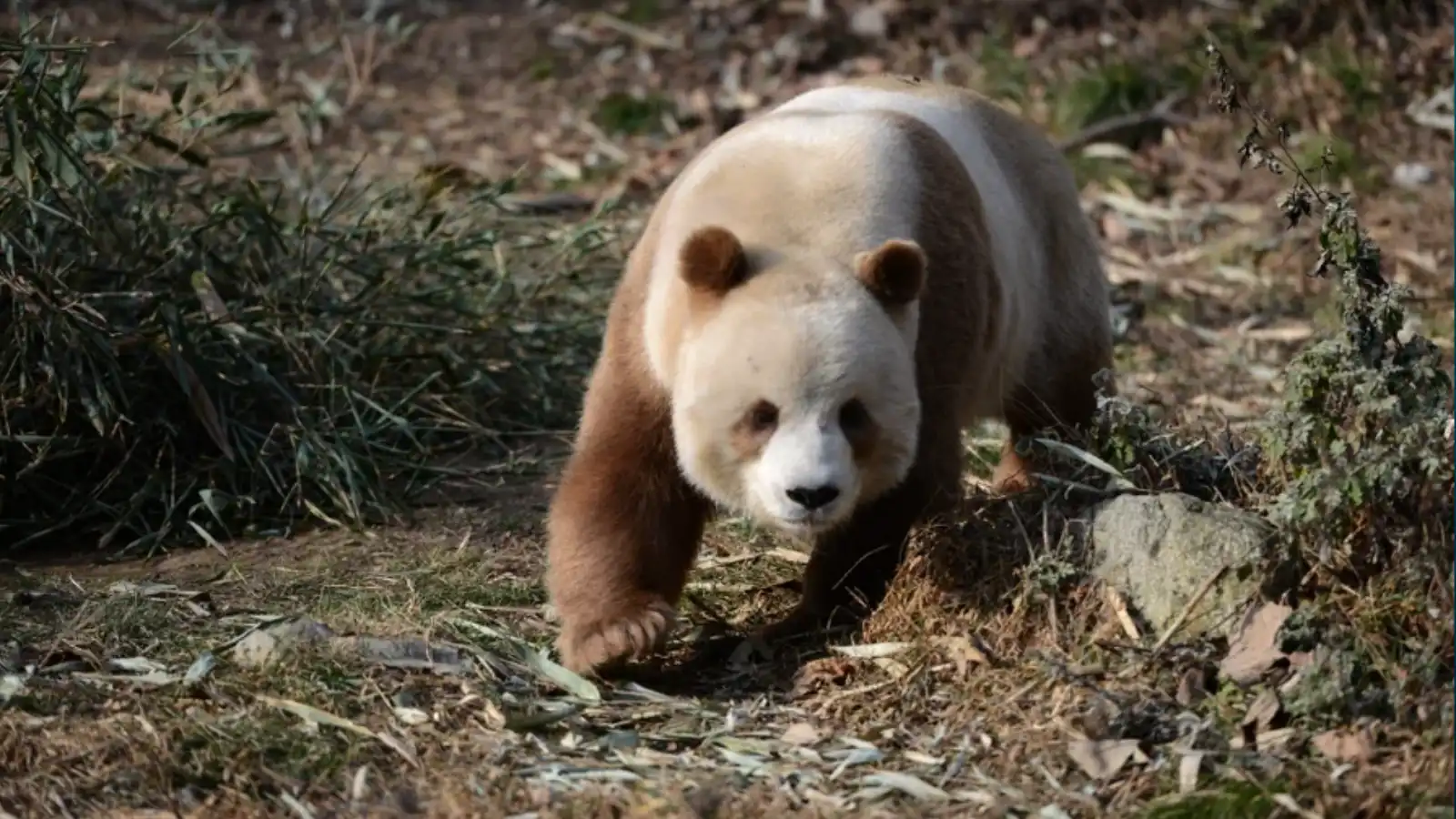 Co stojí za zbarvením hnědých pand?