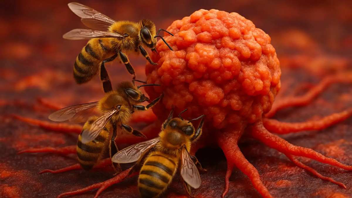 Včelí jed ničí 100 % buněk odolné varianty nádoru prsu za 60 minut