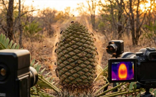 Jak rostliny lákaly hmyz než měly květy a barvy?