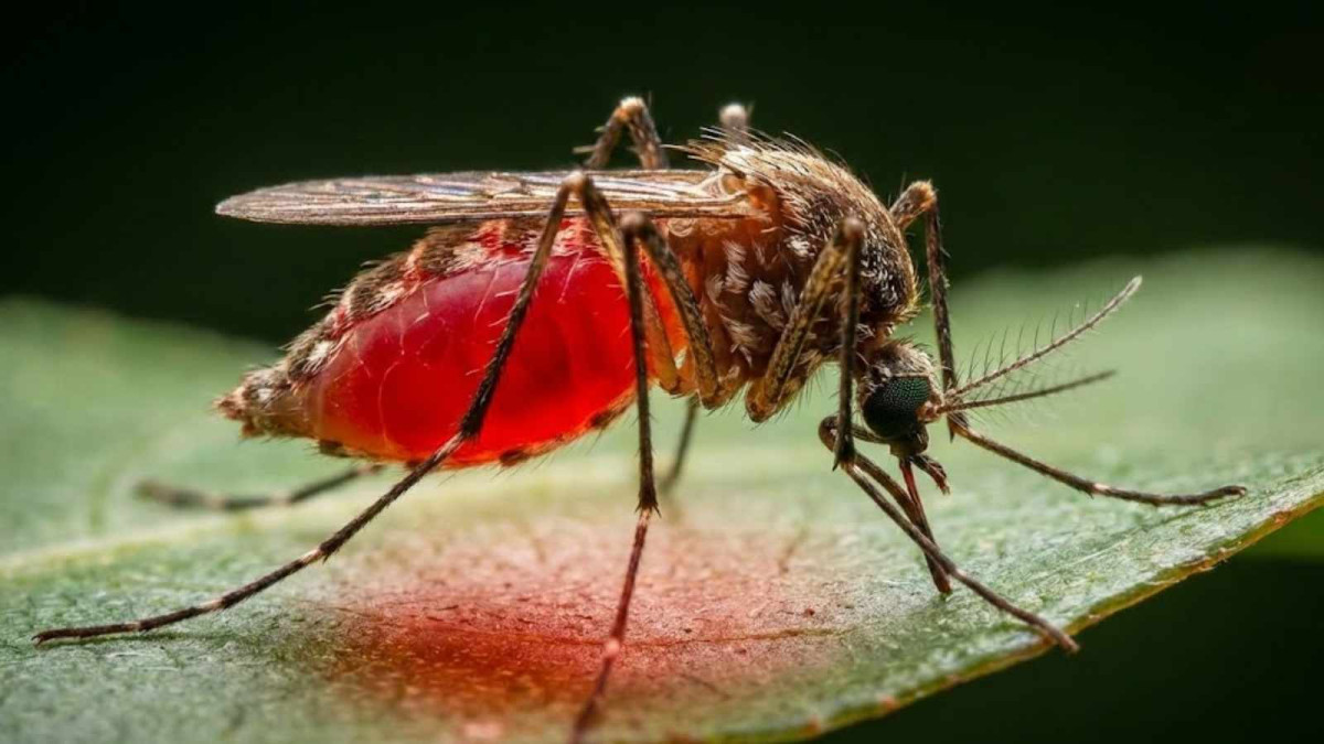 Jurský park realitou? Komáři fungují jako létající laboratoře plné DNA