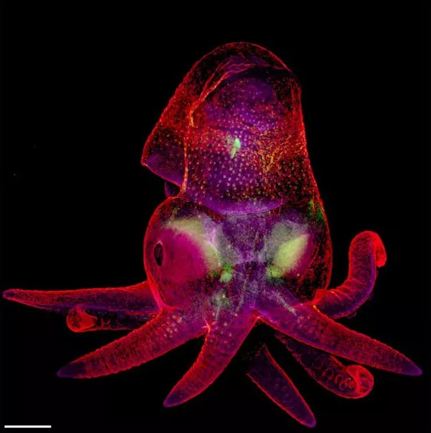 Embryo chobotnice /Octopus bimaculoides/ - zvětšeno 5 krát