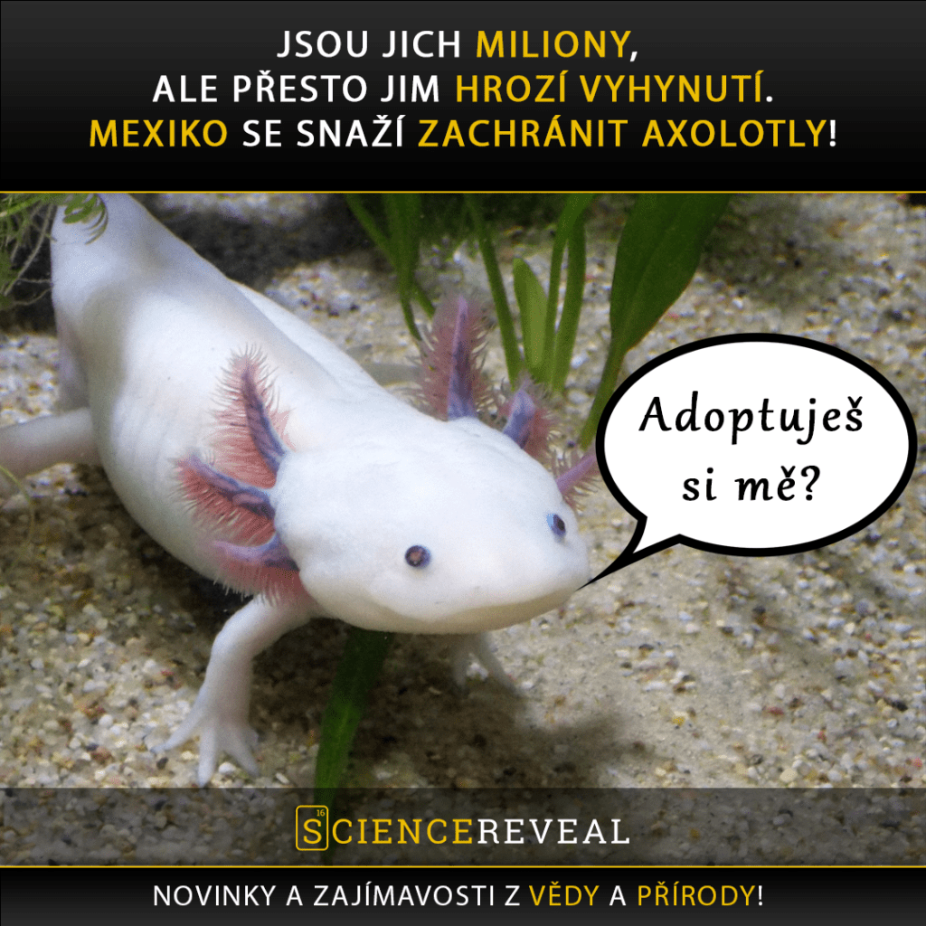 Jsou jich miliony, ale přesto jim hrozí vyhynutí. Mexiko se snaží zachránit axolotly!