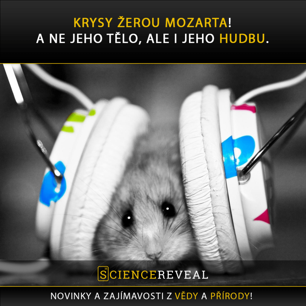 Krysy žerou Mozarta! A ne jeho tělo, ale i jeho hudbu.