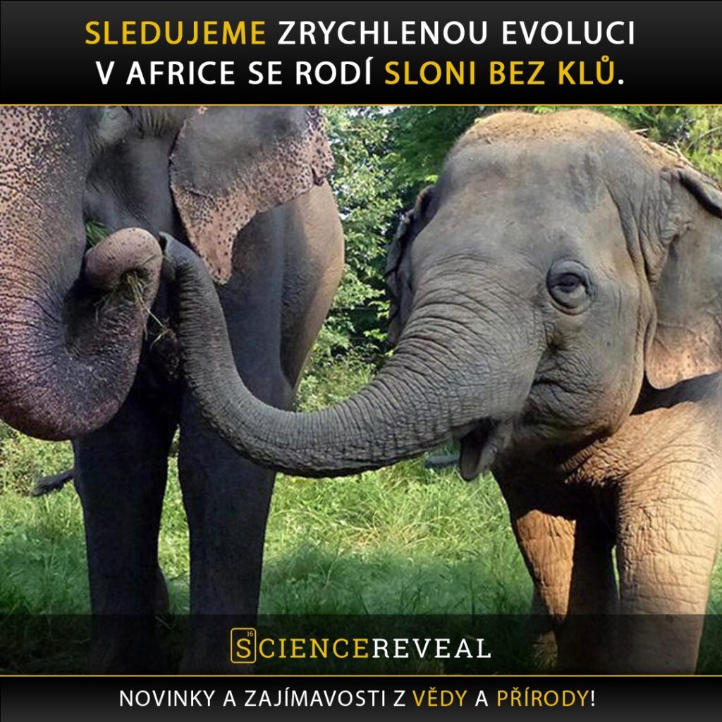 Sledujeme zrychlenou evoluci. V Africe se rodí sloni bez klů.