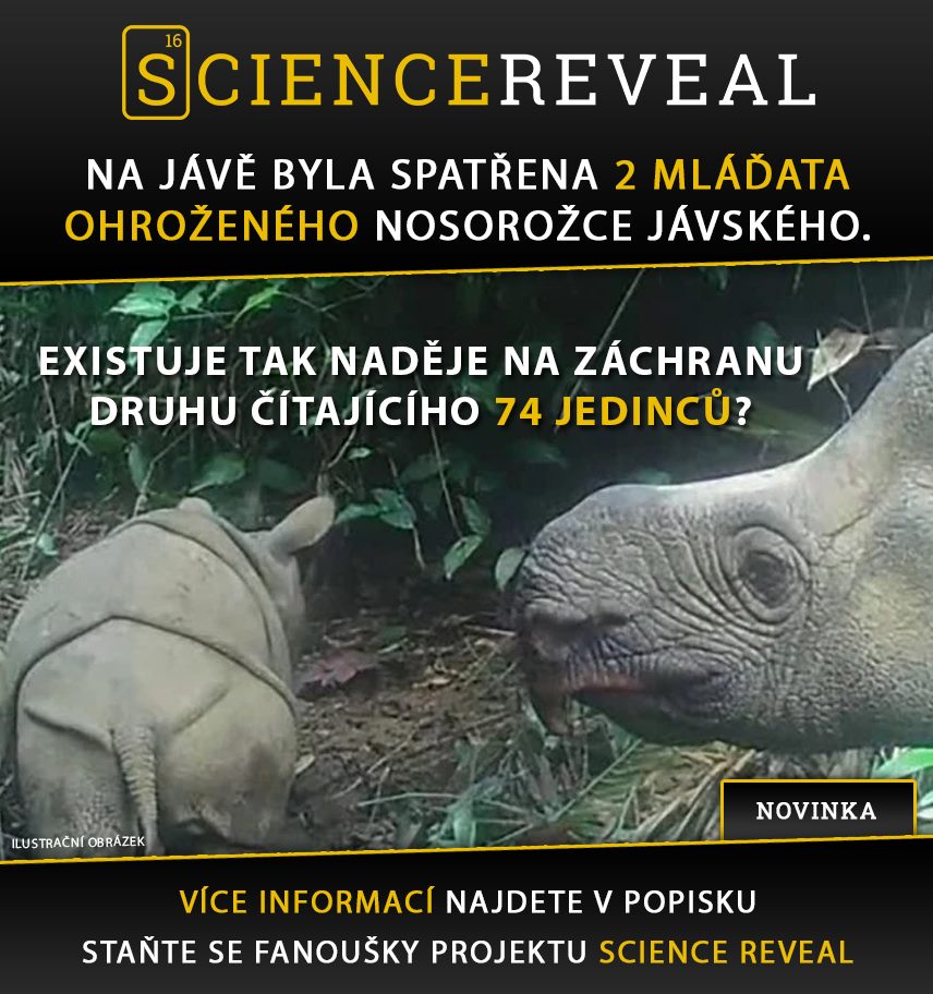 Na Jávě byla spatřena 2 mláďata ohroženého nosorožce jávského