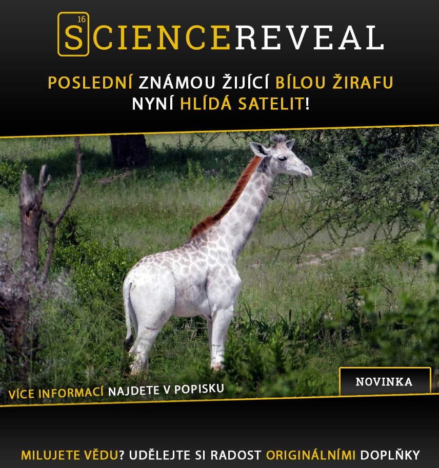 Poslední známou žijící bílou žirafu nyní hlídá satelit!
