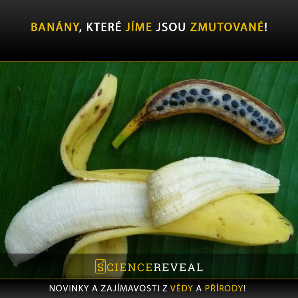 Banány, které jíme jsou zmutované!