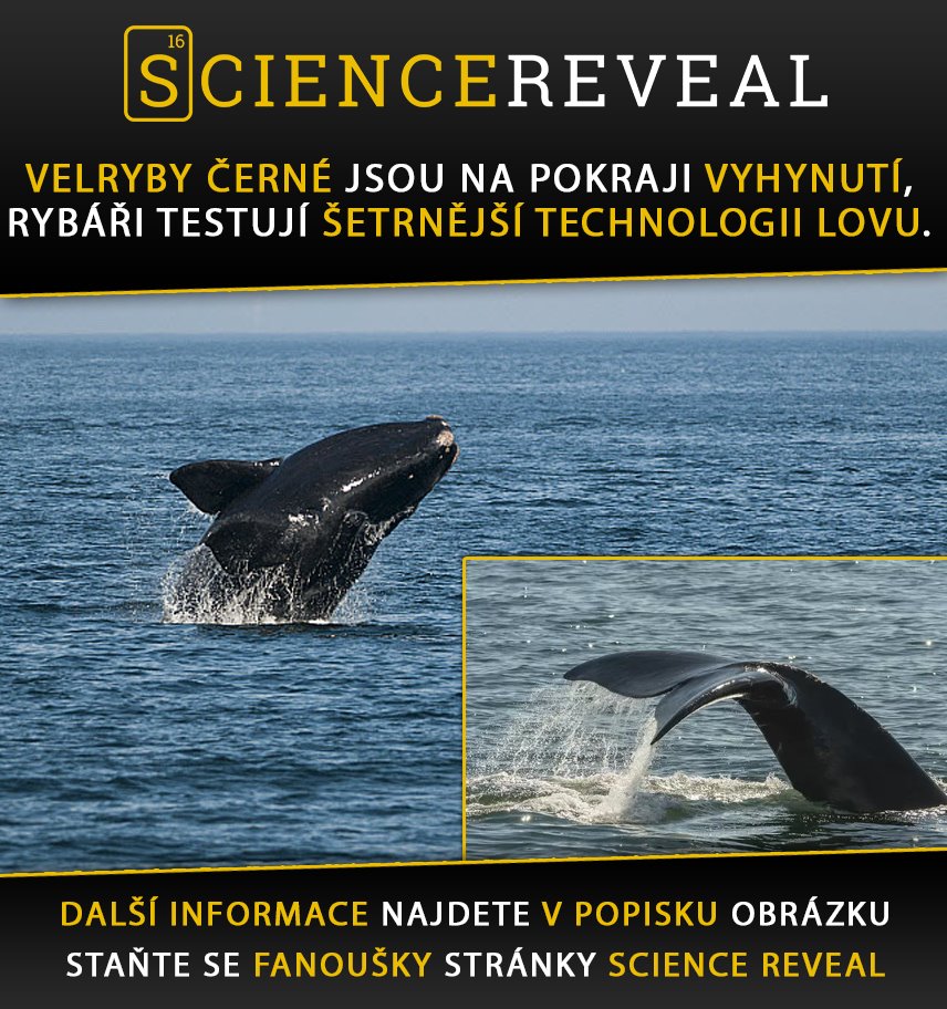 Velryby černé jsou na pokraji vyhynutí, rybáři testují šetrnější technologii lovu