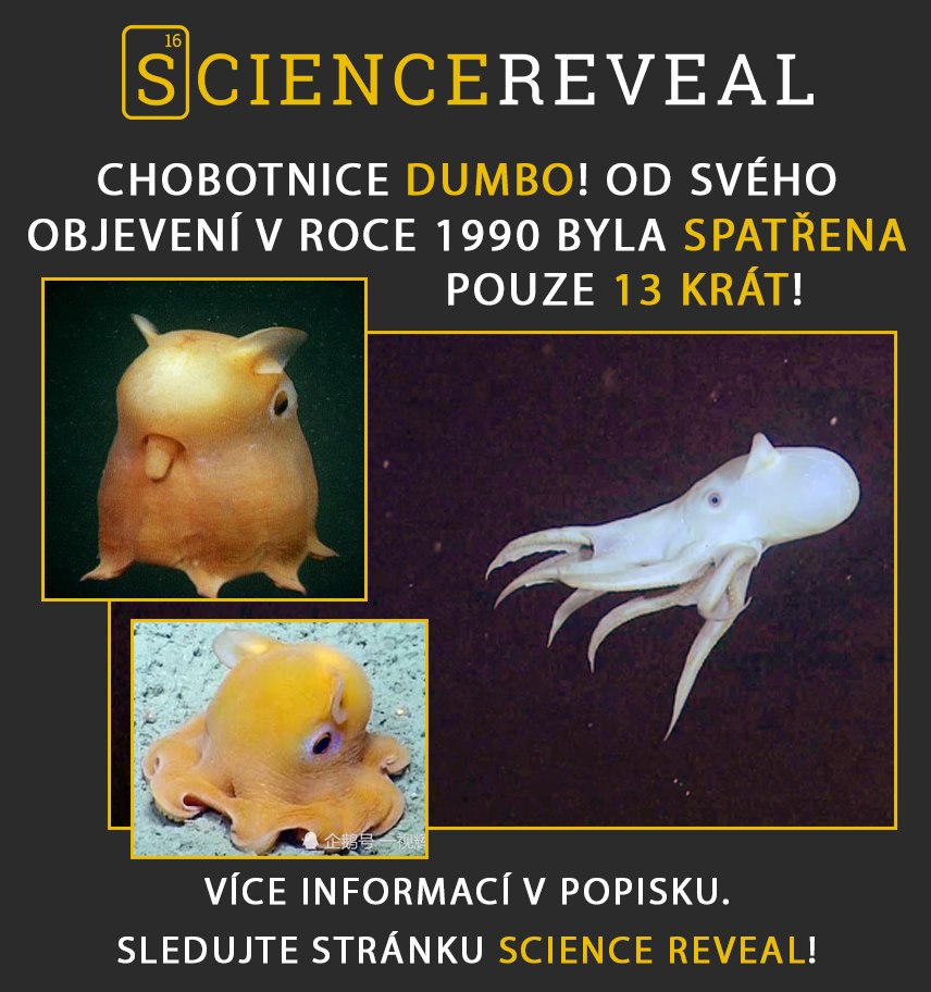 Chobotnice dumbo! Od svého objevení v roce 1990 byla spatřena pouze 13 krát!