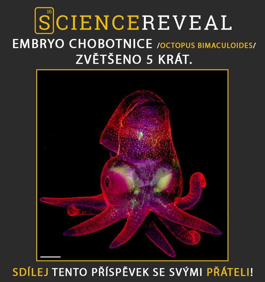 Embryo chobotnice /Octopus bimaculoides/ - zvětšeno 5 krát
