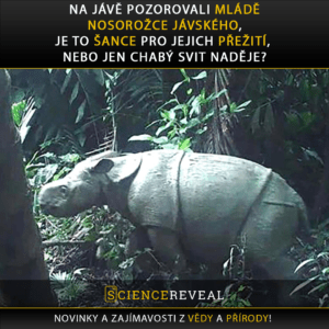 Na Jávě pozorovali mládě nosorožce jávského, je to naděje pro jejich přežití, nebo jen chabý svit naděje?