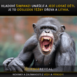 Hladoví šimpanzi unášejí a jedí lidské děti. Je to důsledek těžby dřeva a lithia.