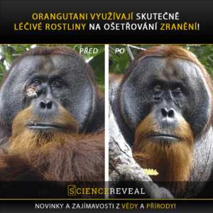 Orangutani využívají skutečně léčivé rostliny na ošetřování zranění!